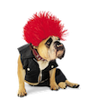 Stresspuppy's Avatar