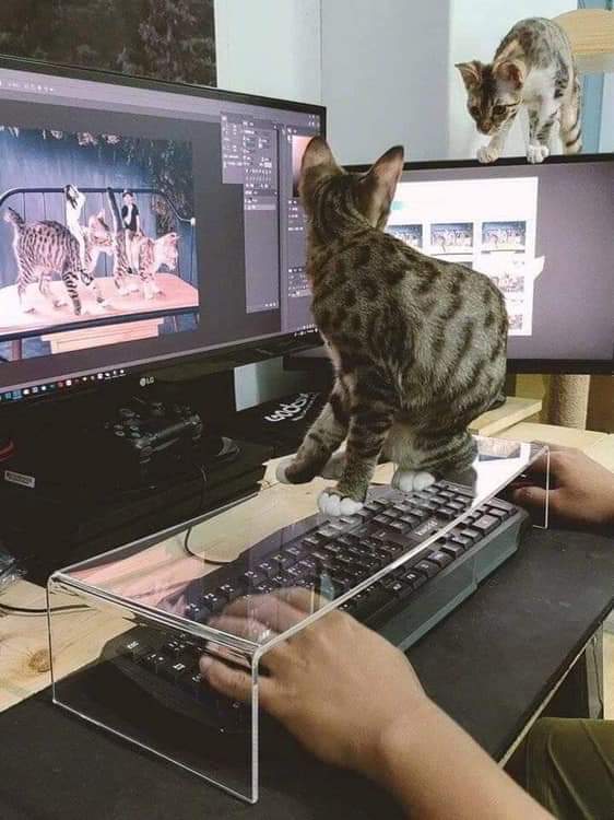 Name:  Cat_Keyboard.jpg
Views: 479
Size:  48.8 KB