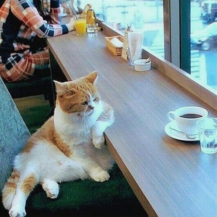 Name:  Cat_Coffee_Bar.jpg
Views: 379
Size:  92.6 KB