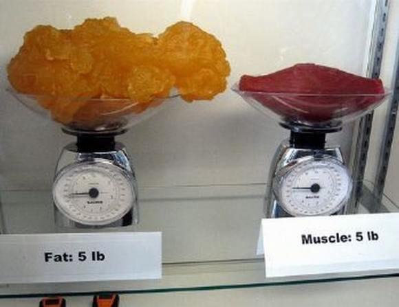 Name:  Fat and muscle..jpg
Views: 3242
Size:  27.6 KB