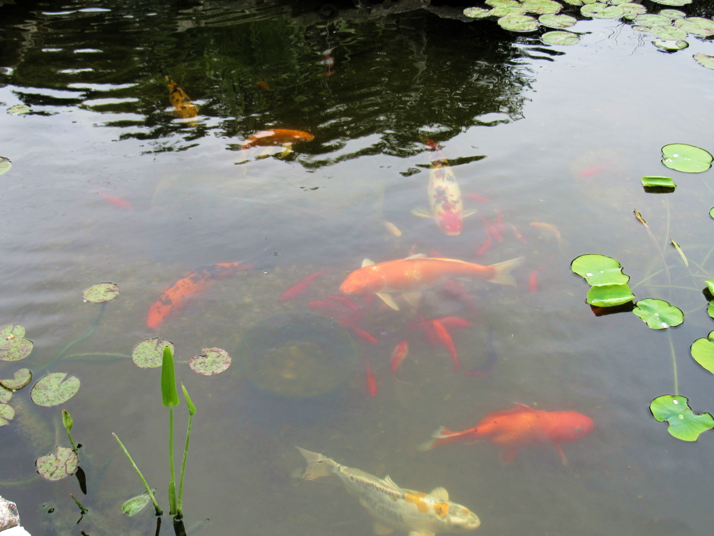 Name:  pond-fish.jpg
Views: 20011
Size:  648.7 KB