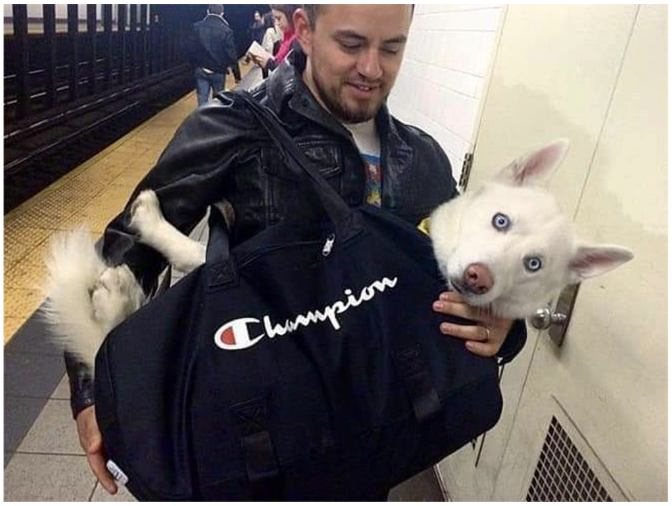 Name:  dog-subway.png
Views: 1197
Size:  1.81 MB