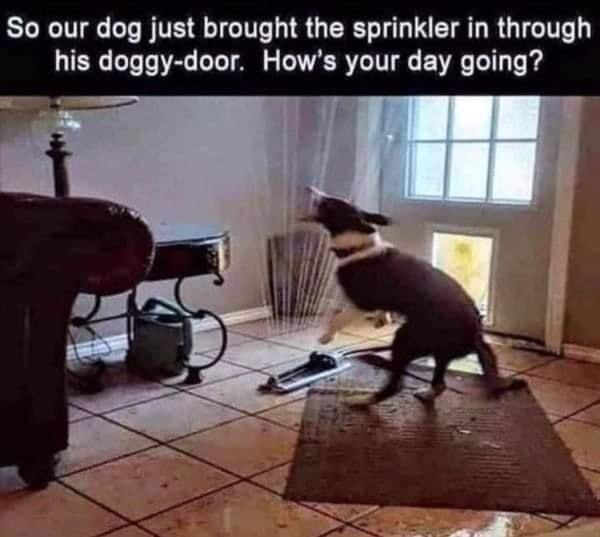 Name:  dog-sprinkler.jpg
Views: 1193
Size:  65.3 KB