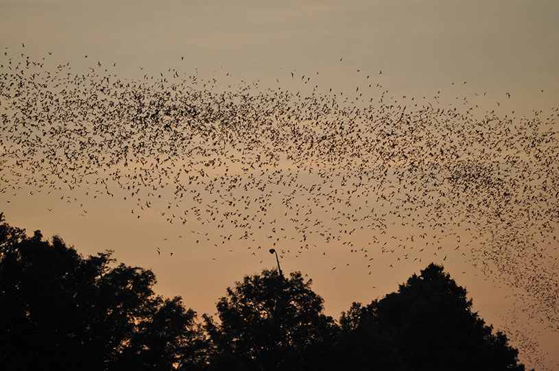 Name:  bats-in-trees-at-sunset.jpg
Views: 2529
Size:  126.8 KB