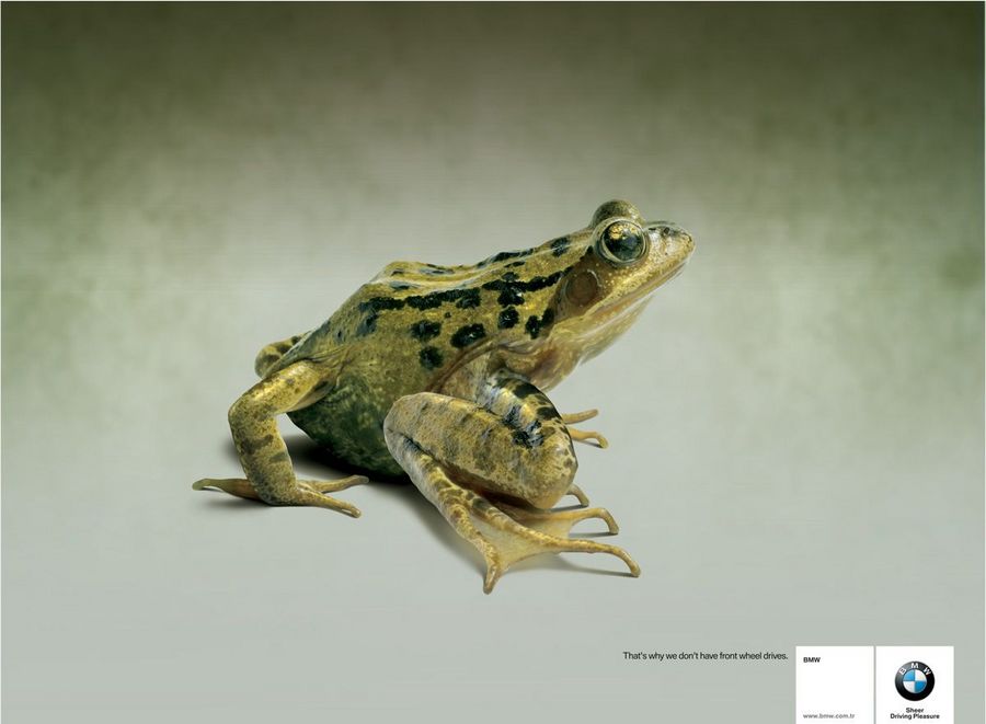 Name:  frog.jpg
Views: 4117
Size:  45.8 KB