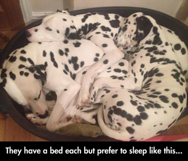 Name:  they-each-have-a-bed.jpg
Views: 410
Size:  48.3 KB