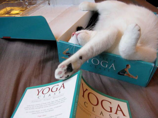 Name:  Yoga.jpg
Views: 642
Size:  46.2 KB
